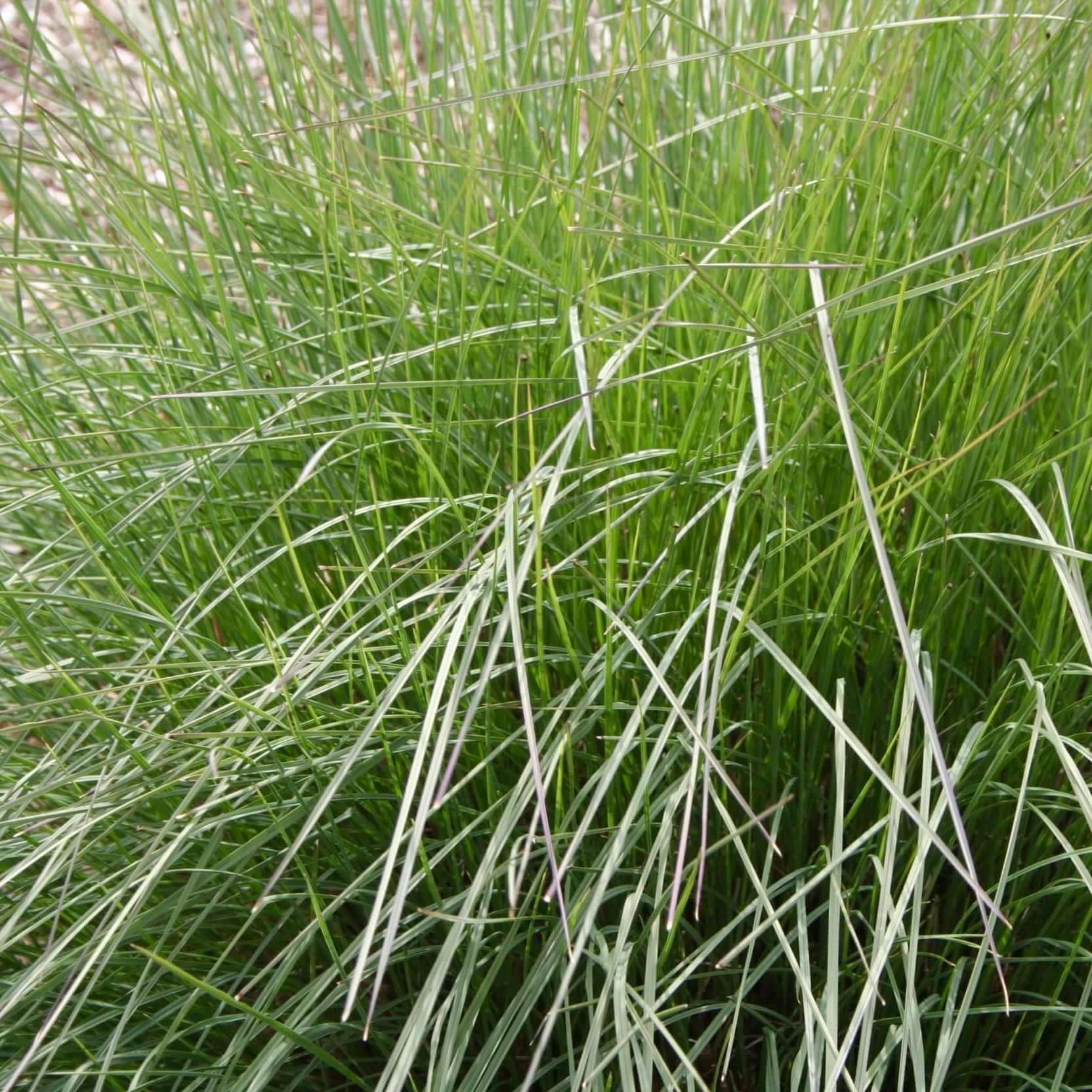 Lindheimer's Muhly Grass (7823951954175)